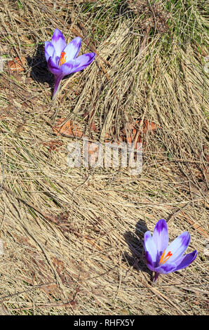 First violet crocus flowers on early spring Carpathian mountains plateau. Stock Photo