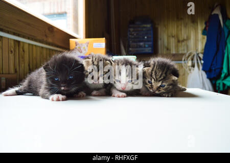 four kittens in the garden shed Stock Photo