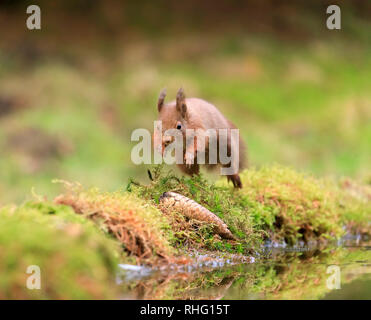 Red squirrel, Sciurus vulgaris, jumping Stock Photo