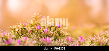 Good Morning Banner background with pink Portulaca flowers and yellow and orange tones Stock Photo