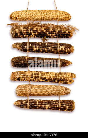 dried corn cobs on white background, clipping path Stock Photo