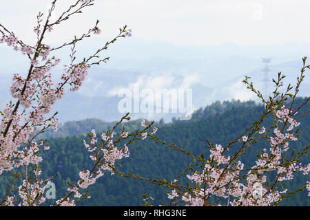 Cherry blossoms with mist Mount Yoshino in the background, Nara Prefecture, Japan Stock Photo