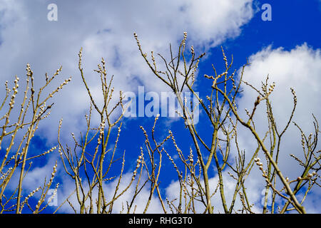 Pussywillow (Salix caprea) branches against bright blue sky and white clouds in spring. Willow catkins Stock Photo