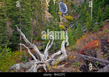 WY03128-00...WYOMING - Old, bleached, rootball near the base of Wraith Falls in Yellowstone National Park. Stock Photo