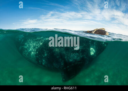 Split shot of a southern right whale in the shallow protected waters of the Nuevo Gulf, Valdes Peninsula, Argentina. Stock Photo