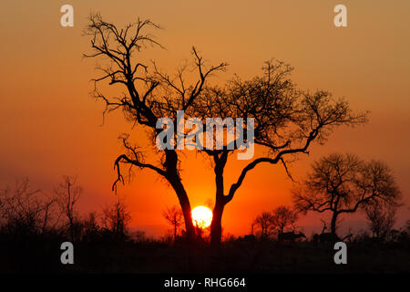 Red Africa sun setting between two silhouetted acacia trees in the Kruger National Park