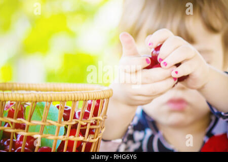 The child is picking cherries in the garden. Selective focus. Stock Photo