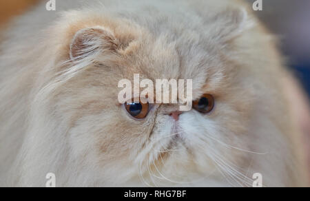 Close-up portrait of a cream Persian cat with fluffy fur, flat face and expressive golden eyes against a soft blurred background. Stock Photo