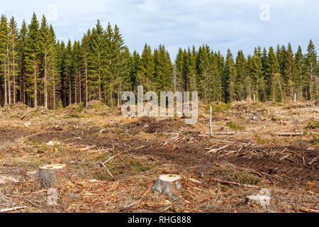 Tree stumps in a clear cutting Stock Photo