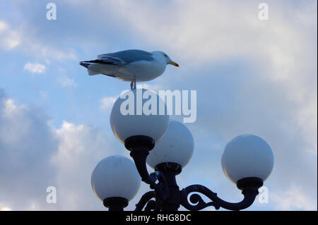 Seagull standing on a lamp of a street light on Brighton Pier. Stock Photo