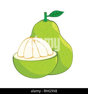 Illustration of fresh Pomelo, isolated on white background, fresh healthy food,  organic natural fruit. Vector Illustration. Stock Vector