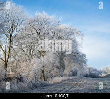 Hoar frost covering trees and farmland in january. Near  Burford, Oxfordshire Gloucestershire border, England. Stock Photo