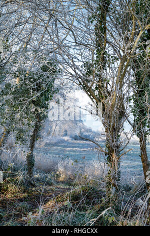 Hoar frost covering trees and farmland in january. Near Burford, Oxfordshire Gloucestershire border, England Stock Photo