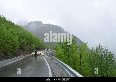 Shepherds and sheep on SH21 road. 'Parku Kombetar i Thethit' - Theth National Park . North Albanian mountains. Albania. Stock Photo