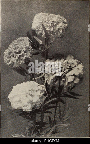 . Boddington's quality bulbs, seeds and plants / Arthur T. Boddington.. Nursery Catalogue. Arthur T.Boddington, 342 West 14th St.. New Vork City LYCHNIS Chalcedonica (Rose Campion, Jerusalem Cross).. Pkt. H.F. Fine scarlet $o lo Chalcedonica alba. H.P. VVliite lo fulgens. H.P. Red lo &quot; Haageana. H.P. Brilliant orange lo LYTHRUM roseum superbum (Rose Loosestrife). H.P. Pretty pink llowers lo Boddington's Quality Marigolds (H.A. 1X2 to 2 ft.) &gt;&amp;frican. Stronger in growth and larger in flower than Pkt. Oz. the French varieties. The dwarf sorts grow only about i8 inches high and bloom  Stock Photo