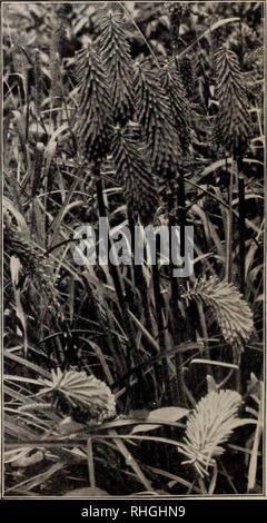 . Boddington's quality bulbs, seeds and plants / Arthur T. Boddington.. Nursery Catalogue. VARIOUS IRIS Iris Pallida Dalmatica Foetidissima variegata (GladU/in). Foliage neatly variegated dark green and white ; flowers pale lilac, followed by very attractive seed-pods, which re- main on the plant all winter and which burst open, displaying rows of orange- red berries. 25 cts. each, $2.50 per doz. Ochroleuca gigantea. A noble species, growing 4 feet high, with large, pale yellow flowers. 25 cts. each, $2.50 per doz. —'—Aurea. A golden yellow form. 25 cts. each, $2.50 per doz Pseudacorus. Golden Stock Photo
