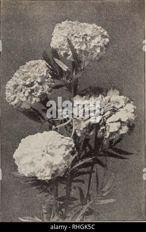 . Boddington's quality bulbs, seeds and plants / Arthur T. Boddington.. Nursery Catalogue. Arthur T. Boddington, 342 West Fourteenth St., New YorK 15 LYCHNIS Chalcedonica(Rose Campion, Jerusalem Cross).. Pkt. H.P. Fine scarlet $o lo Chalcedonica alba. H.P. White lo &quot; fulgens. HP. Red lo &quot; Haageana. H.P. Brilliant orange lo LYTHRUM roseum superbum (Rose Loosestrife). H.P. Pretty pink flowers lo Boddington's Quality Marigolds (H.A. 1% to 2 ft.) African. Stronger in growth and larger in flower than Pkt. Oz. the French varieties. The dwarf sorts grow only about 18 inchts high and bloom e Stock Photo