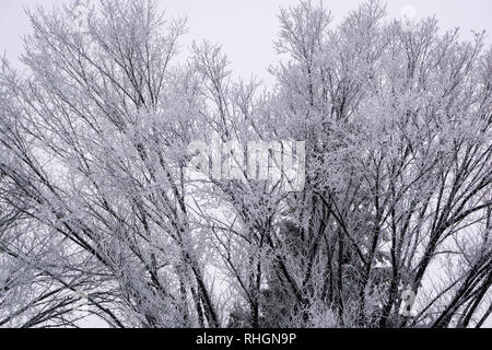 Frosty trees Calgary Alberta Canada Stock Photo