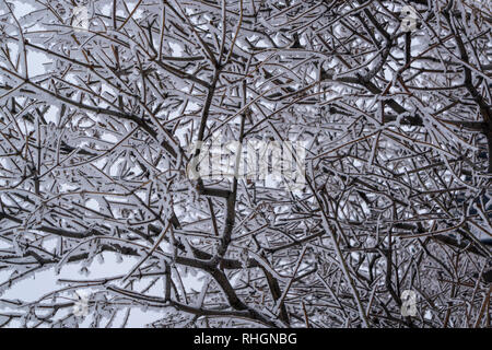 Frosty trees Calgary Alberta Canada Stock Photo