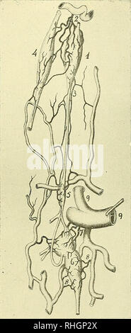 ganglio cervical medio