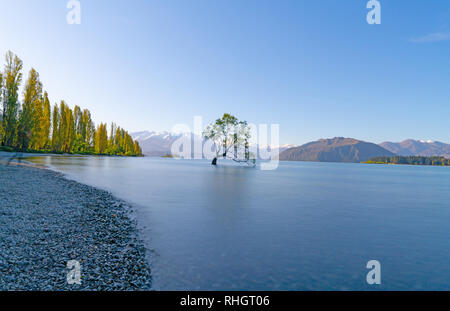 Shadowy edge of lake with 1That Wanaka Tree, willow tree growing in lake is popular tourist scene in long exposure and tourists on lake edge blurred t Stock Photo