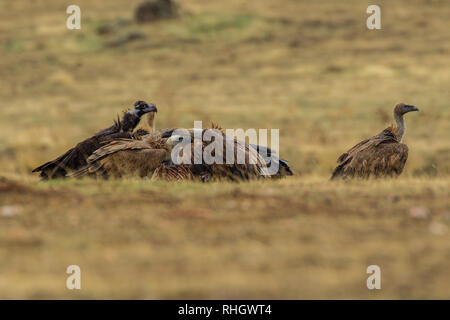 A single cinerous vulture (Aegypius monachus) and four Eurasian griffon vultures (Gyps fulvus) feed on a sheep carcass in Estremadura, Spain. Stock Photo