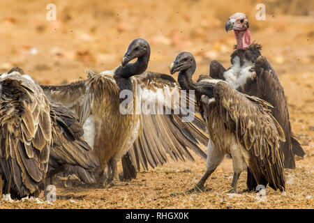 Two slender-billed vultures (Gyps tenuirostris) and a female red-headed vulture (Sarcogyps calvus) wait for their turn at a carcass. Stock Photo