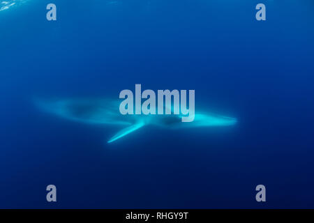 Fin whale, Balaenoptera physalus, underwater view, Atlantic Ocean, The ...