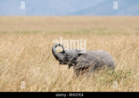 African Elephant calf, Loxodonta africana, in Serengeti National Park, Tanzania