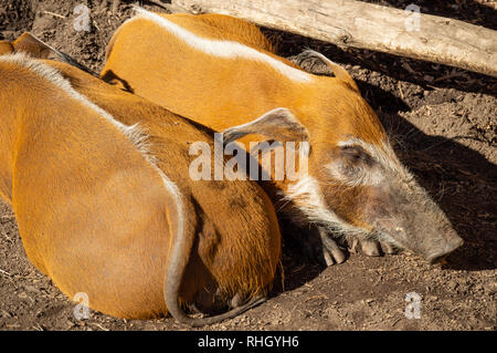 Red River boar at the Cheyenne Mountain Zoo in Colorado Springs, Colorado Stock Photo