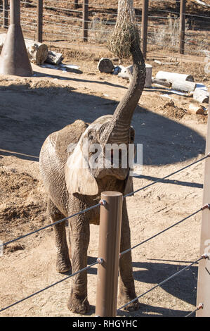 Young elephant feeding at Cheyenne Mountain zoo in Colorado Springs, Colorado Stock Photo