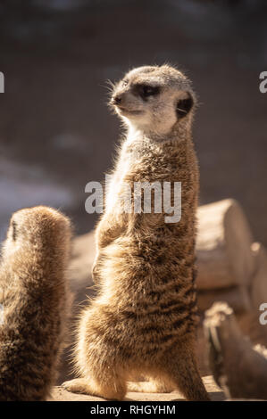 Meerkat standing at attention at the zoo in Colorado Springs, Colorado. Stock Photo