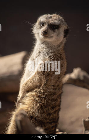Meerkat standing at attention at the zoo in Colorado Springs, Colorado. Stock Photo