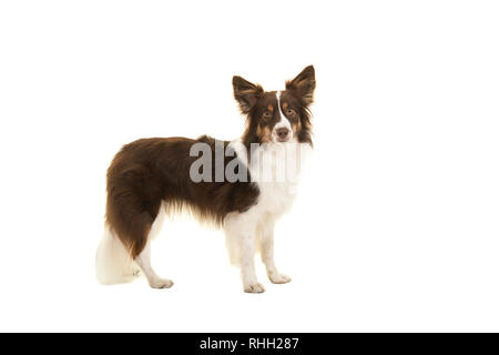 Standing miniature american shepherd dog seen from the side looking at the camera isolated on a white background Stock Photo