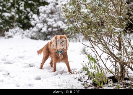 Dog standing in the snow, winter background Stock Photo