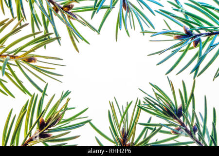 Fir branch on white background macro. Advertising background with empty space for text. Abstract Background From Fir Twigs. Stock Photo