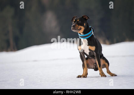 American Pit Bull Terrier, tricolor male sitting in the snow Stock Photo