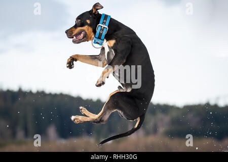 American Pit Bull Terrier, tricolor male jumping in the snow Stock Photo