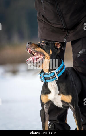 American Pit Bull Terrier, tricolor male with his owner in the snow Stock Photo