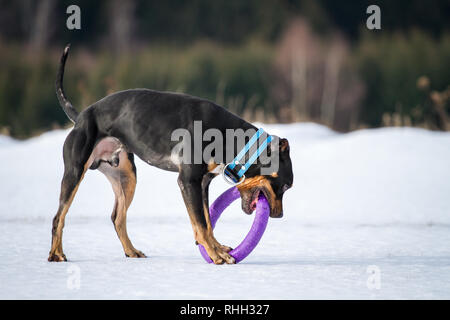 American Pit Bull Terrier, tricolor male playing with a toy in the snow Stock Photo