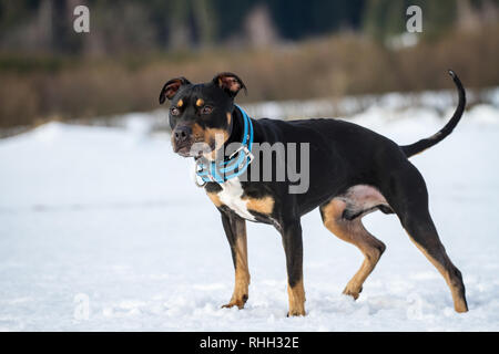 American Pit Bull Terrier, tricolor male standing in the snow Stock Photo