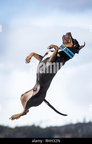 American Pit Bull Terrier, tricolor male jumping in the snow Stock Photo