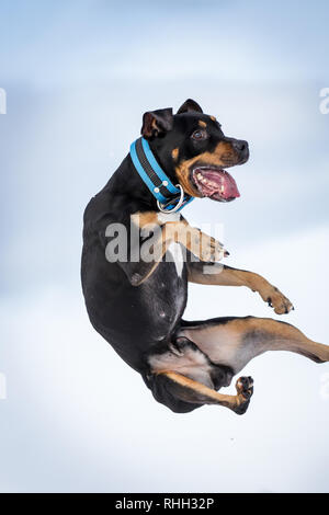 American Pit Bull Terrier, tricolor male jumping in the snow Stock Photo