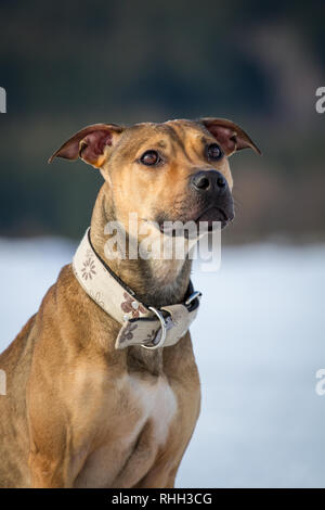 American Pit Bull Terrier, portrait of a brown young female dog in the snow Stock Photo