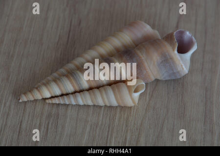 some long seashell snails on wooden background, side view of conical seashell Stock Photo