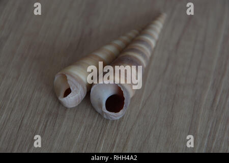 view from the front of conical seashell, some long seashell snails on wooden background Stock Photo