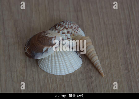 different seashell surface background, empty veneridae or venus clams and long seashell snails on wooden background Stock Photo