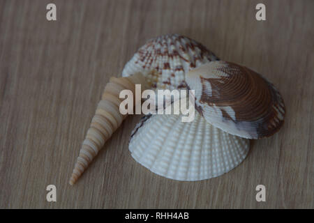empty veneridae or venus clams and long seashell snails on wooden background, seashell background Stock Photo