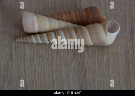 conical seashell background with place for text, long seashell snail background with copyspace on wooden floor Stock Photo