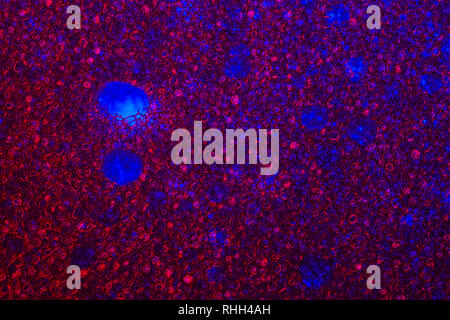 Blue Purple Sponge Foam Texture Macro Background. Abstract background of a thin layer of foam rubber. Translucent material. Fibers Stock Photo